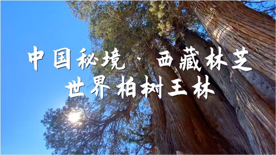 种母羊可以用几年游戏画面